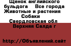 Щенок английского бульдога  - Все города Животные и растения » Собаки   . Свердловская обл.,Верхняя Салда г.